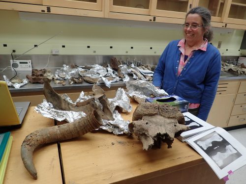 Photo by Ned Rozell. Pam Groves of the University of Alaska Fairbanks looks at bones of ancient creatures she has gathered over the years from northern rivers. The remains here include muskox, steppe bison and mammoth.