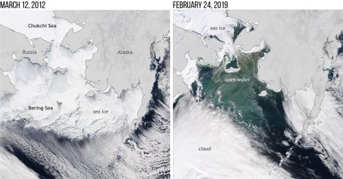 Image courtesy of National Oceanic and Atmospheric Administration. A satellite image of the Bering Sea in March 2012 shows extensive sea ice coverage, in contrast to the near ice-free condition in February 2019. Sea ice in the Bering Sea usually reaches its maximum annual extent in March.