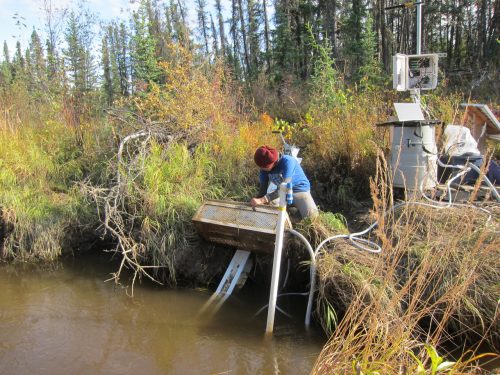 Photo by Tamara Harms. Undergraduate intern Adela Contreras performs maintenance on water quality sensors at a sampling site on French Creek in the Yukon Training Area near Eielson Air Force Base.