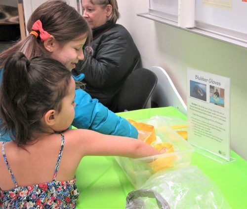 UA Museum of the North photo. Visitors at a museum event try an experiment demonstrating how blubber keeps walruses warm.