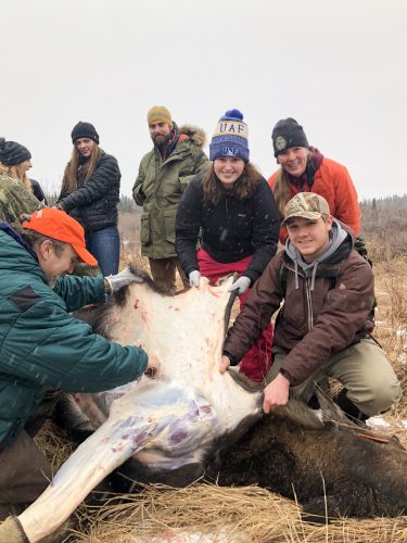 Bob Hunter (left), a hunter education specialist with the Alaska Department of Fish and Game, instructs students about proper techniques for butchering a moose. These students were part of UAF's Survey of Wildlife Science class taught by Mark Lindberg that assisted with the harvest and butchering of a moose for one of their labs in November 2019. Meat was donated to the food bank and the UAF student chapter of the Wildlife Society.