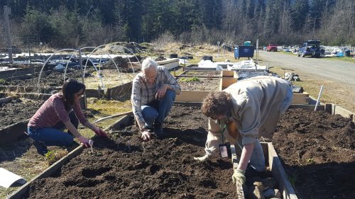 Photo by Darren Snyder. Juneau master gardeners prepare soil beds as part of a 2018 class.