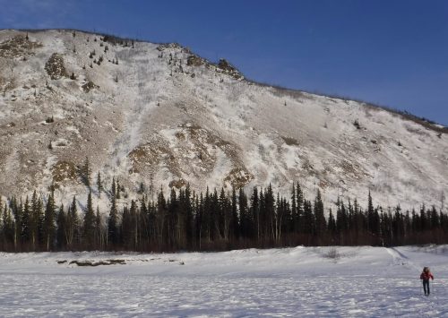 Photo by Ned Rozell. Bob Gillis skis away from Nation Bluff, near where the Nation River flows into the Yukon River.