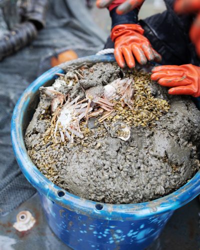 Photo by Brendan Smith/North Pacific Research Board. Seafloor trawls allow scientists to quantify the biomass distributions and abundance of species.