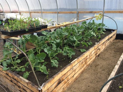 Photo by Casey Matney. Broccoli grows in raised beds inside a high tunnel operated by Kodiak Village Farms in Port Lions. Robbie Vennel will present information about the project during the Alaska Sustainable Agriculture Conference, Feb. 20-22, in Anchorage.