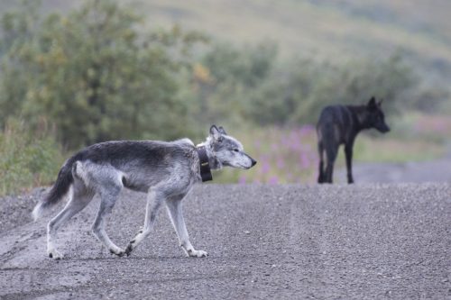 National Park Service photo. Riley the wolf on the Denali Park Road with one of her packmates in 2017.