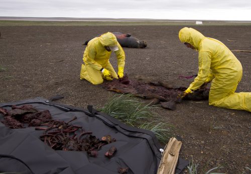 Photo by Kelsey Gobroski, courtesy UA Museum of the North. Casey Clark and Nicole Misarti, right, remove the bones from a walrus that was trampled by other walruses near Point Lay, Alaska, in 2015.