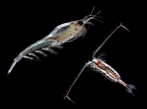 Photo by Russell Hopcroft. Small crustaceans such as this copepod and krill capitalize on the spring bloom and become essential food resources for many fish, seabirds and marine mammals in the Gulf of Alaska.