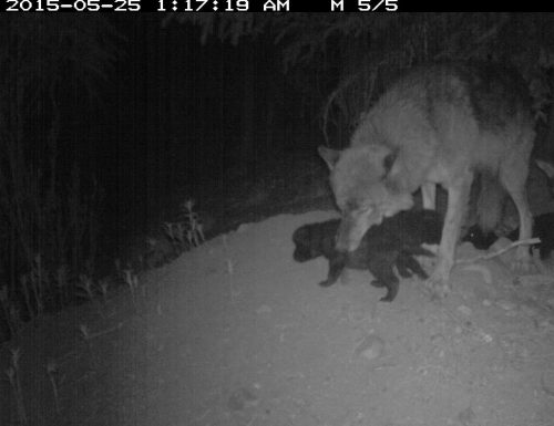 National Park Service trailcam photo. Riley the wolf and several of her many pups in spring 2015.