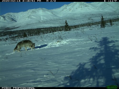 National Park Service photo. The final trailcam photo of 10-year-old Riley the wolf in Denali National Park on Feb. 14, 2020.