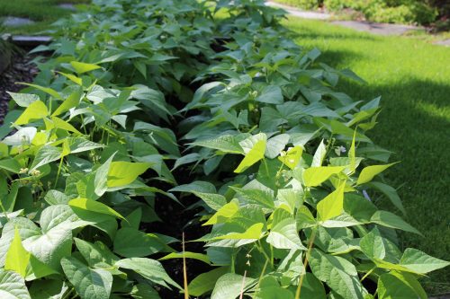 Beans thrive during warm summers. UAF Cooperative Extension Service photo