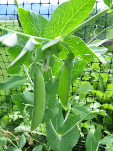 Good, healthy pea vines may reach 3 or 4 feet on a supporting fence.