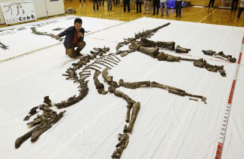 Photo courtesy Yoshitsugo Kobayashi. Yoshitsugo Kobayashi of Hokkaido University Museum in Sapporo, Japan, looks over the bones of a dinosaur he and a team excavated there.