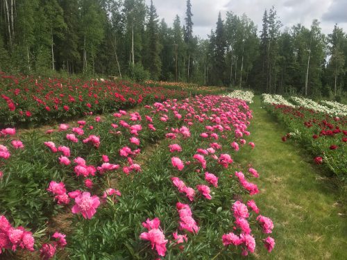 Photo by Krista Heeringa/Far North Flowers. Peonies bloom in midsummer at Far North Flowers, a farm in the Fairbanks area. A new web tool from University of Alaska Fairbanks scientists helps show how climate change likely will affect Alaska crops such as peonies.