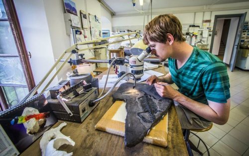 Photo courtesy of Eric Metz. Eric Metz examines an endennasaurus in Milan, Italy, part of his research to identify a fossil found in Southeast Alaska in 2011.