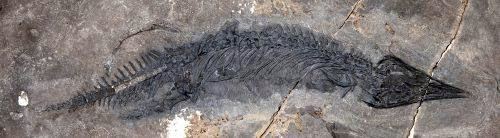 UA Museum of the North photo. A thalattosaur fossil found in Southeast Alaska was identified as a new species, Gunakadeit joseeae.