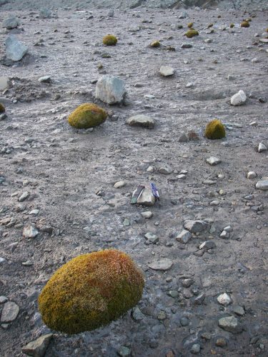 Photo by Tim Bartholomaus. Glacier mice, or moss balls, sit on the Root Glacier near McCarthy.