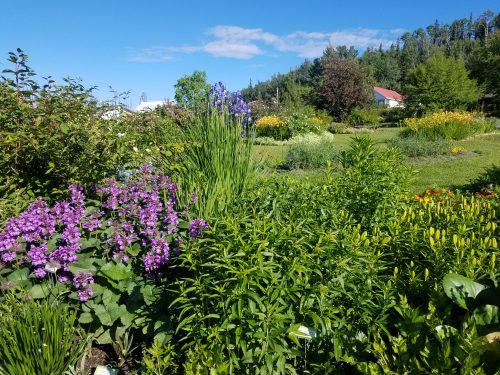 Photo by Katie DiCristina. Many flowers are blooming at the Georgeson Botanical Garden, including geranium, day lilies, irises and peonies.