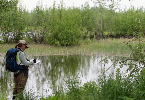 Photo by Ned Rozell. Biologist Kristen Rozell does a bird survey in Fairbanks on an early morning in June.
