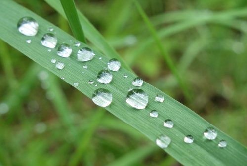 Photo by Ned Rozell. Water droplets form on a blade of grass following a rainy period in Interior Alaska.
