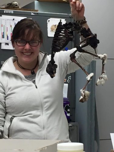 Photo courtesy of Erica Moeller. Erica Moeller holds a hare skeleton at the UA Museum of the North, where she worked while a UAF student.