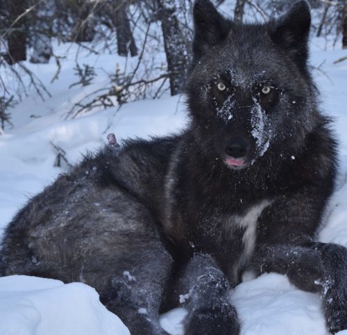 Photo by Kyle Joly. An Alaska wolf like this one traveled more than 3,500 miles in one year.