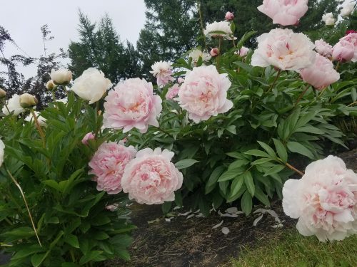 Peonies are blooming at the Georgeson Botanical Garden. Photo by Katie DiCristina.