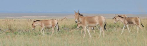 Photo by Petra Kaczensky. Khulans, also known as Mongolian wild asses, roam a grassy plain in Mongolia.