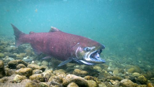 Photo courtesy U.S. Fish and Wildlife Service. An adult chinook salmon swims in Ship Creek in Anchorage.