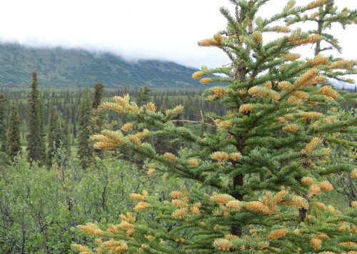 Photo by Ned Rozell. A white spruce tree infected by spruce needle rust fungus, a cosmetic disease that does not kill the tree.