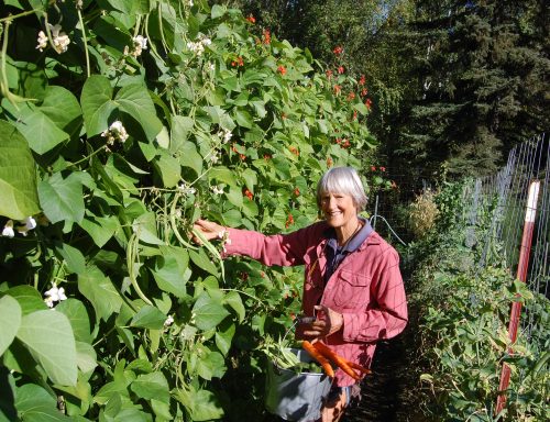 Terry Reichardt harvests runner beans in her Goldstream Valley garden. Photo courtesy of Terry Reichardt.