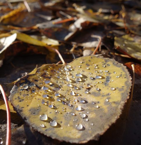 Photo by Ned Rozell. An aspen leaf on the forest floor suspends beads of water.