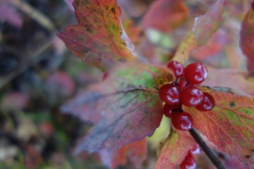 Photo by Ned Rozell. A highbush cranberry, which emits a musty smell in autumn, bears deep red fruit.