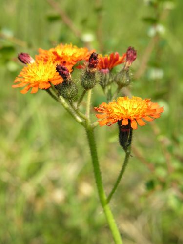 UAF Cooperative Extension Service photo. Invasive orange hawkweed has spread aggressively in Southcentral and Southeast Alaska. A presentation at the Alaska Invasive Species Workshop will address how to eradicate the weed.