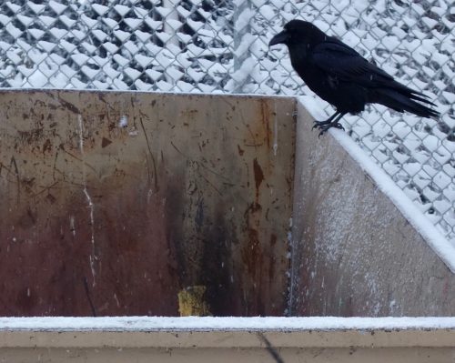 Photo by Ned Rozell. A raven investigates a dumpster in Fairbanks at 10 below zero.