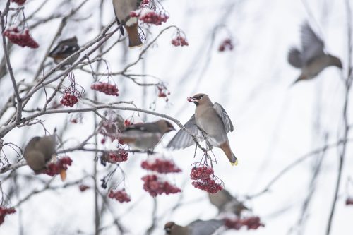 Bohemian waxwings forage for winter food in November 2020. UAF photo by JR Ancheta.