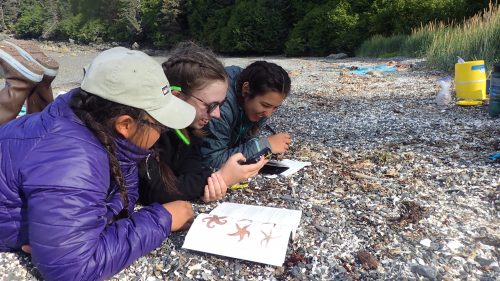 Photo by Lauren Sutton. Participants in Girls on Water practice sea star identification during an Inspiring Girls Expedition in 2019.