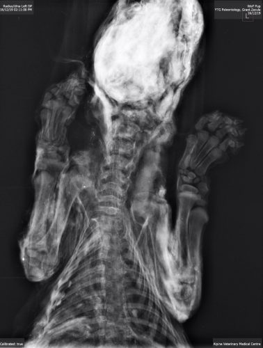 Photo by Julie Meachen. An X-ray image shows the skeleton of Zhùr the wolf pup. X-ray images were used to examine the specimen, revealing details such as its age, without the need for more invasive techniques.