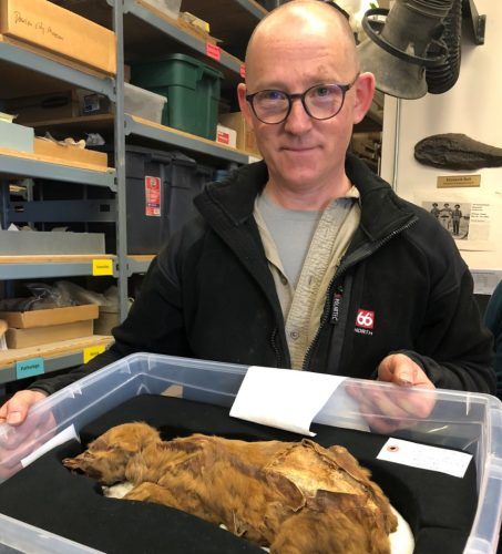 Photo by Grant Zazula. UAF researcher Mat Wooller holds a mummified wolf pup during a visit with Grant Zazula in Whitehorse, Canada, where the specimen is on display at the Yukon Beringia Interpretive Centre.