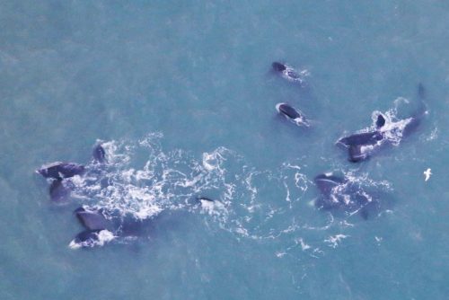 Photo by Amy Willoughby/NOAA. Bowhead whales feed in waters off Alaska's northern coast, as seen from an aircraft during a fall 2020 survey.
