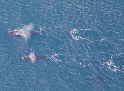 Photo by Amy Willoughby/NOAA. Bowhead whales swim off the coast of northern Alaska in fall 2020, as seen from a survey aircraft.