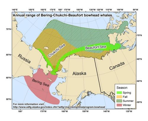 Image courtesy of the Alaska Department of Fish and Game Marine Mammals Program.. A range map shows where bowhead whales live in waters around Alaska.