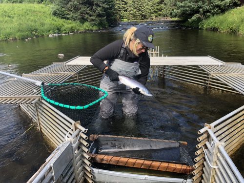 Michelle Quillin participated in a sockeye salmon data collection project in Kodiak. Photo courtesy of the BLaST project.