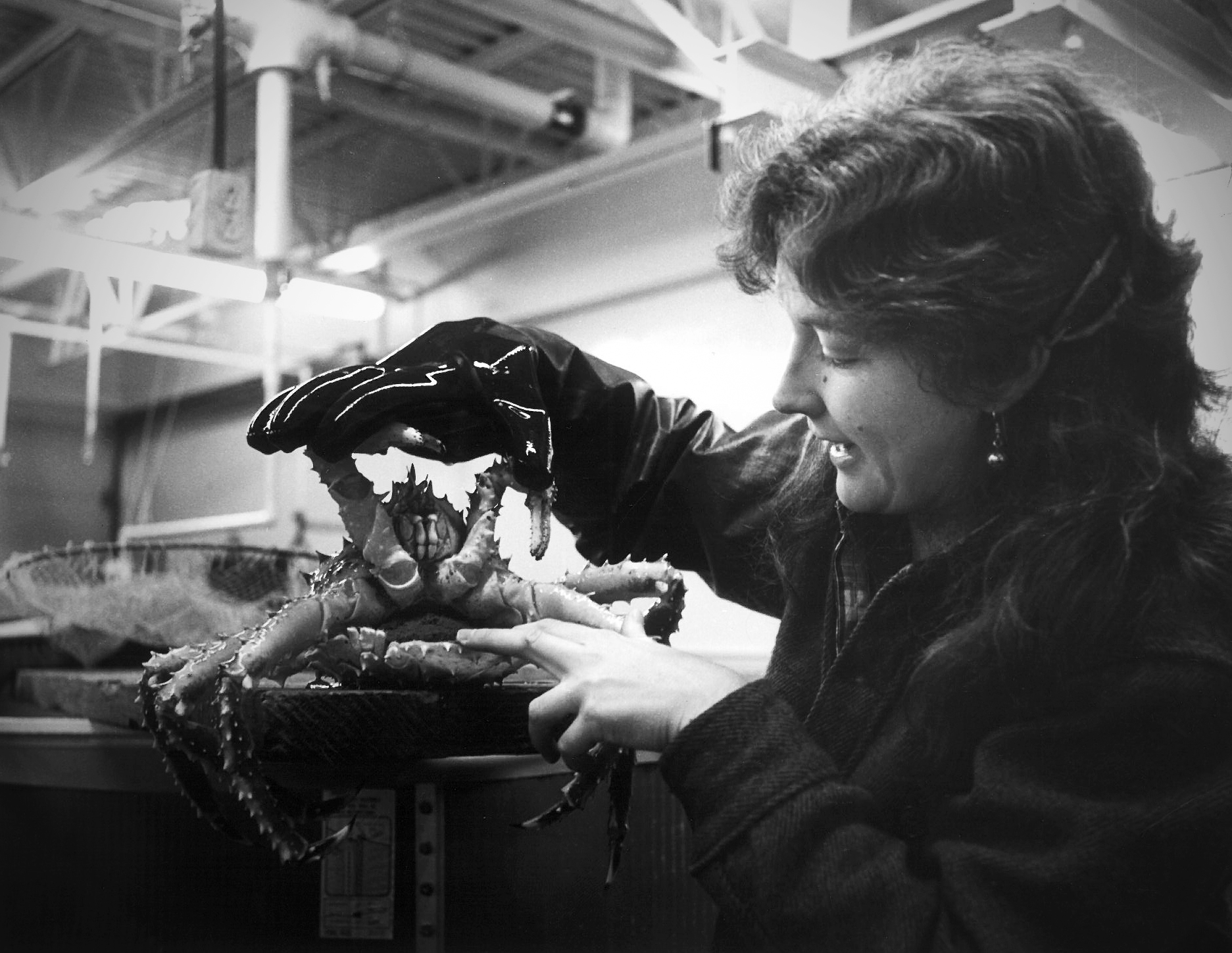 Photo courtesy of the Seward Marine Center. Judy McDonald Paul shows the egg clutch of a red king crab in SMC’s Hood Laboratory. Scientists used the lab’s seawater system to study the reproductive biology of crabs to aid in fisheries management.