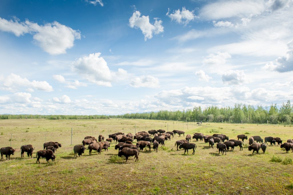 Photo by Edwin Remsberg. Bison graze at the Interior Alaska Game Ranch near Delta Junction.