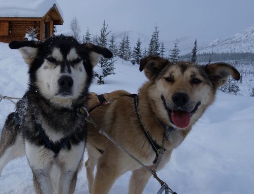 Photo by Ned Rozell. Sled dogs, such as these two from the team of Cassidy Meyer, seem to only need snow trails and food to keep moving.