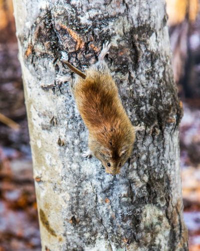 UAF photo by Todd Paris. A northern red-backed vole climbs down a tree.
