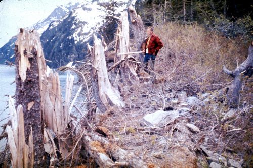 Photo courtesy of the U.S. Geological Survey. A man inspects broken trees near Valdez after a tsunami associated with the magnitude 9.2 earthquake of March 27, 1964, in Prince William Sound, Alaska.