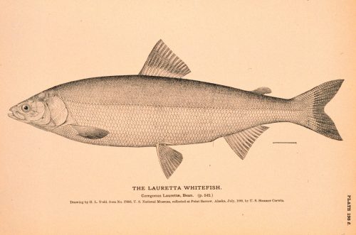 Public domain image, Natural History of Useful Aquatic Animals, National Oceanic and Atmospheric Administration photo library. H.L. Todd drew this Bering cisco, also known as a Lauretta whitefish, in July 1880.