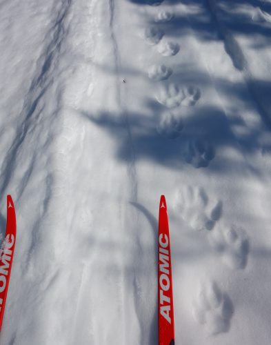 Photo by Ned Rozell. Wolf tracks dent a winter trail not far from Fairbanks.